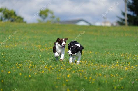 Springer Spaniel Puppies Play in a Field — Stock Photo © beinder #7120370