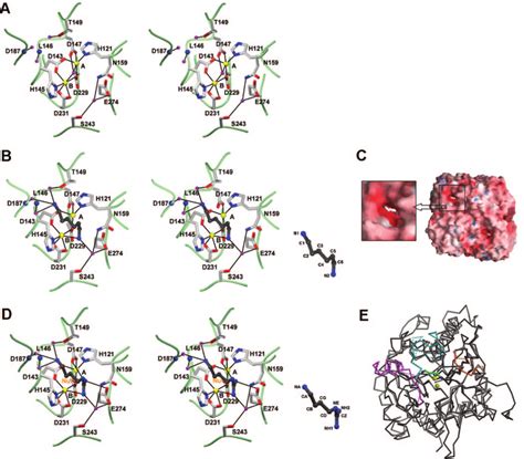 Active Site And Model Of Agmatine Binding A Stereodiagram Of The