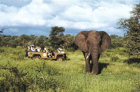 Wildlife Safaris in South Africa | Safari Web