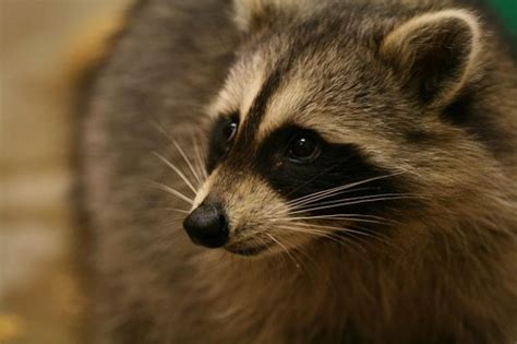 Common Raccoon Diseases New England Wildlife Center