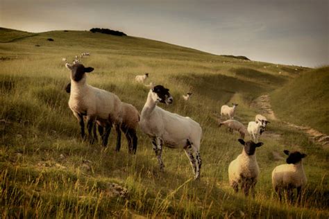 Best Cotswold Sheep Stock Photos, Pictures & Royalty-Free Images - iStock