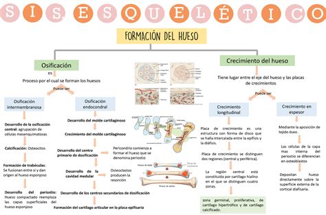 Mapa Conceptual Hueso Histolog A Y Biolog A Celular Studocu The Best