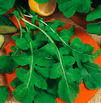 Семена салата Индау Диковина (рукола культурная) l Русские Семена ...