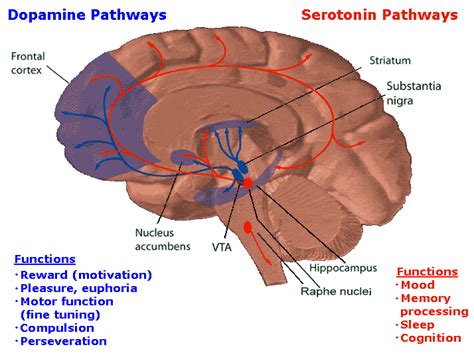 NADH Benefits for Brain Fog, Dopamine and Mental Energy