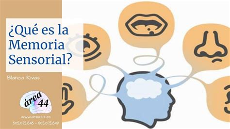 Qu Es La Memoria Sensorial Iblog De Rea I Servicios Educativos