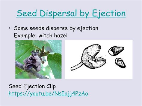 Plants Seeds And Tropism Ppt Download