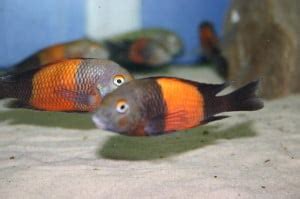 Recommended Tank Mates For Tropheus Tropical Cichlid Fish - Tropical ...