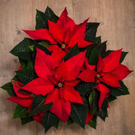 Poinsettia En Pot Létoile De Noël Côté Naturel