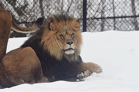 Winterizing the Lake Superior Zoo - Northern Wilds Magazine