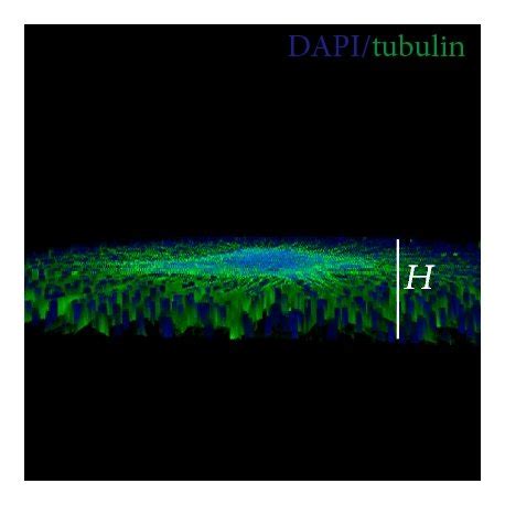 3D Matrigel Culture Promoted Neurite Outgrowth Of SGN Explants A The