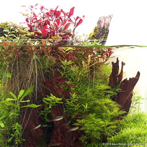 Enjoy Dooa Open Top Aquarium With Driftwood And Wabi Kusa In System