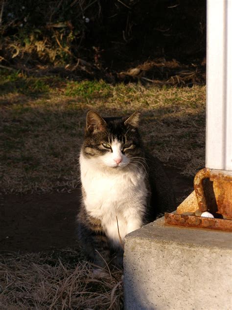 夕陽を浴びて 町猫 旅猫 猫は何処にでもいるよ