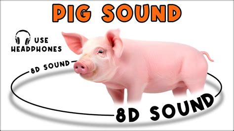 Pig Sound Pig Sound Effect Noise Of Pig Animal Sound Youtube