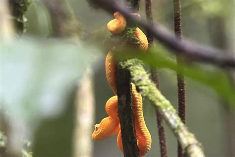 Arenal Full Day Tour Explore Rainforest Volcano And Breathtaking