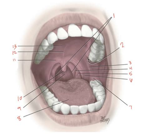 Dental Anatomy Mendenhall Exam 1 Ch 1 2 Flashcards Quizlet