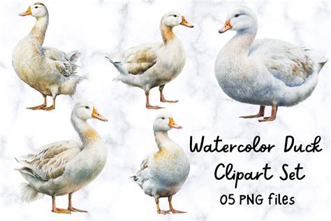 Watercolor Duck Clipart Set Graphic By Sugarplum · Creative Fabrica