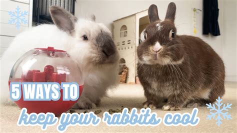 5 Ways To Keep Your Rabbits Cool In The Summer ️ Youtube