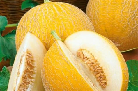 Дыня Медовая: характеристика и описание сорта с фото
