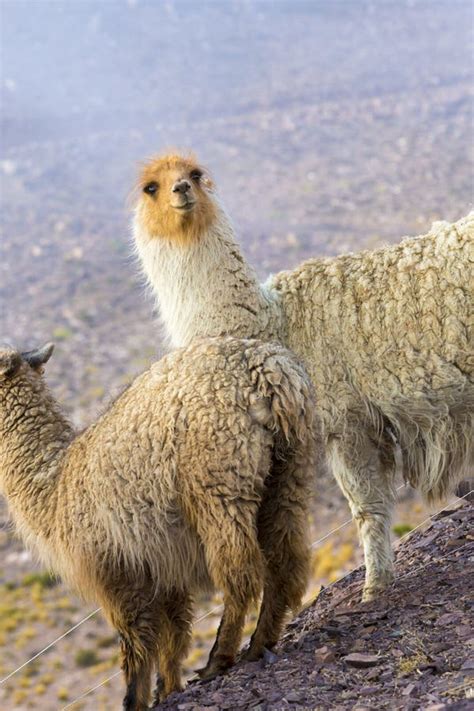 Two Beautiful Llamas Argentina Stock Photo Image Of Head Cute 63025212