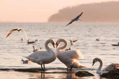 How Do Birds Mate Courtship And Sex In Birds
