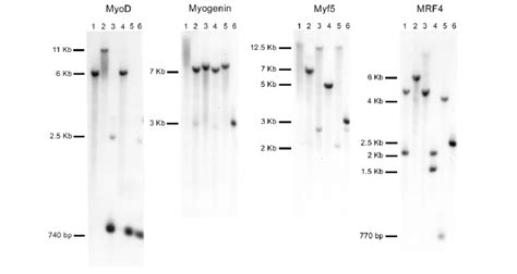 Genomic Southern Blot Analysis Of The Myod Myogenin Myf And Mrf