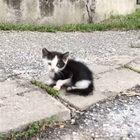 Tiny Kitten Runs Up To The Rescuer On The Street And Begs For Help