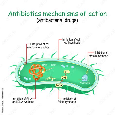 Antibiotics mechanisms of action. antibacterial drugs. Stock Vector ...