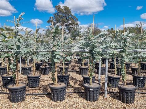 Eucalyptus pulverulenta | Wholesale Nursery - Nurseries in Melbourne, Sydney & Brisbane | Plantmark