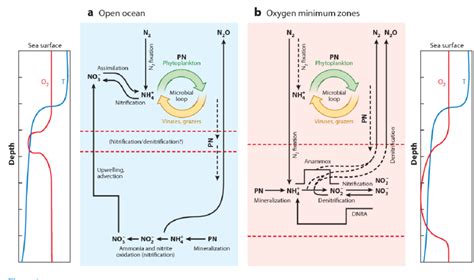 1 Schematic Diagrams Showing The Main Components Of The Nitrogen Cycle