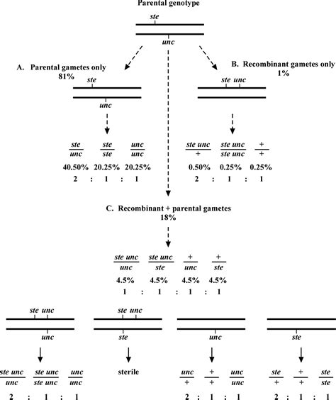 Regulation Of Gene Expression Concept Map