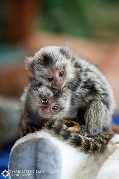 Marmoset Monkeys