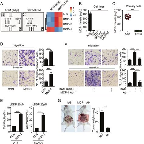 Mcp 1ccr 2 Axis Enhances Vegf A Expression Via Hif 1α Following The