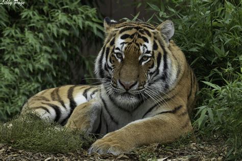 Amur Tiger Amur Tiger Pasha At Colchester Zoo Libby Page Flickr