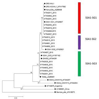 Maximum Likelihood Phylogenetic Tree Constructed Using Mitochondrial