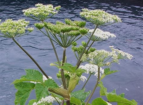 Cow Parsnip Nova Scotia Wilds