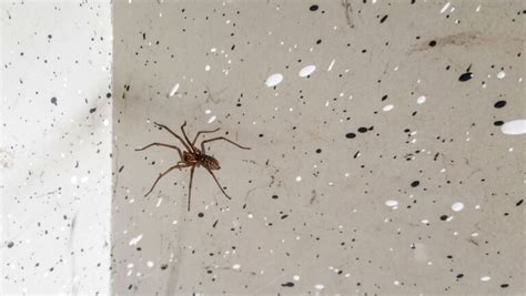 Managing Spider Infestations In Glasgow Residences Zest Pest Control