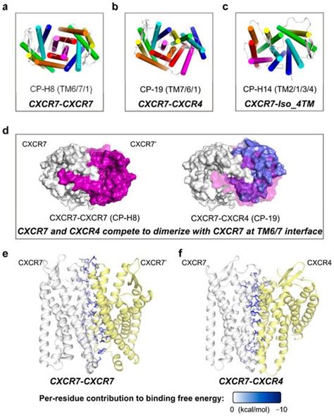 Ijms Free Full Text Dynamic Dimerization Of Chemokine Receptors And