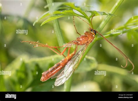 An Ophion Sp Ichneumonid Wasp Grooming Itself These Are Nocturnal