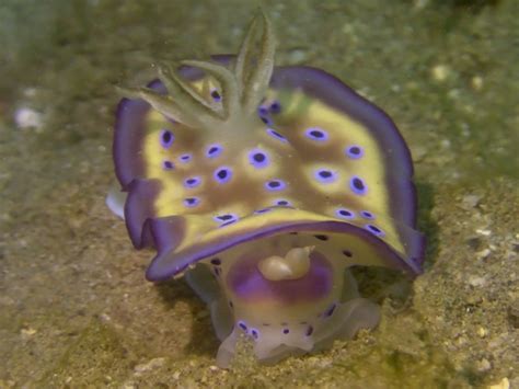 Kuni S Nudibranch From Mabini Circumferential Rd Mabini Batangas