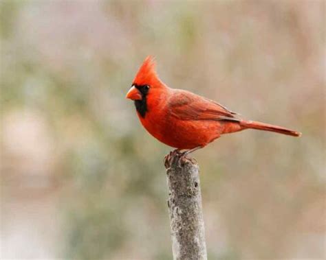 42 Amazing Cardinal Facts You Probably Didn't Know!