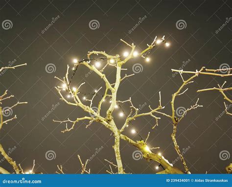 Naked Tree Branches Light Up With Christmas Lights Stock Image Image