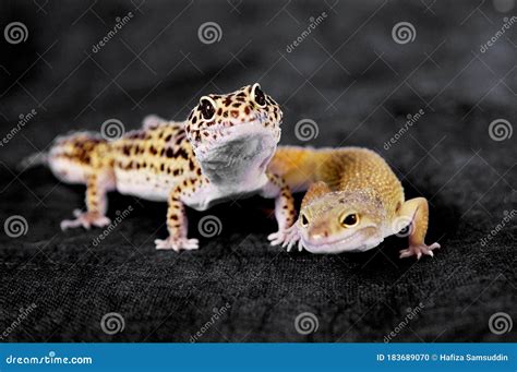 Two Lizards Crawling Stock Photo Image Of Reptile Together 183689070