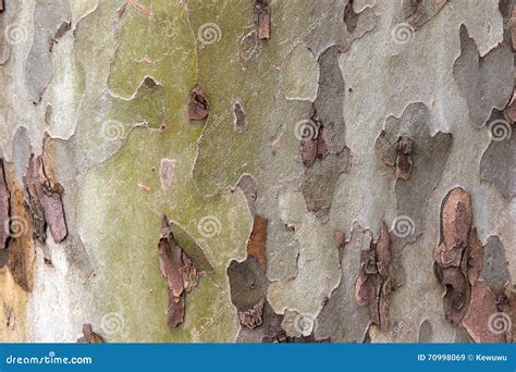 Photo Texture Shed London Plane Tree Bark Stock Photos - Free & Royalty ...