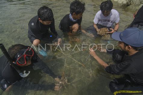 TRANSPLANTASI TERUMBU KARANG DI TELUK PALU ANTARA Foto