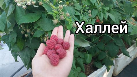 Малина Халлей - YouTube