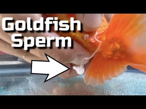 How Do Goldfish Eggs Get Fertilized Unveiling Natures Miracle