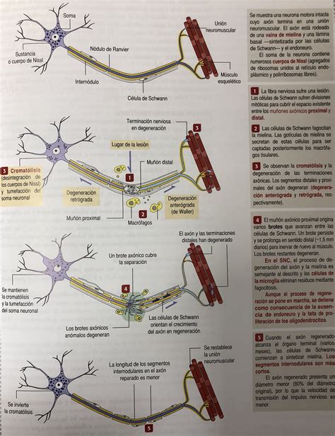 Chronic Especialidades Clinicas on Twitter Degeneración y