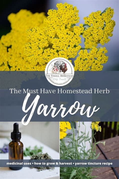 Medicinal Uses For Yarrow—the Homestead Herb Amy K Fewell Recipe