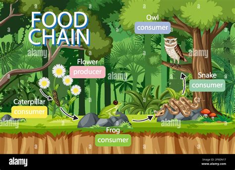 Food Chain Diagram Concept On Forest Background Illustration Stock