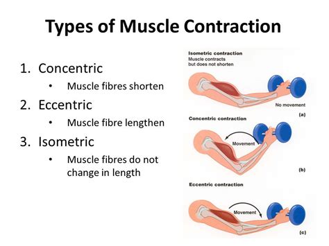 Isometric Contraction